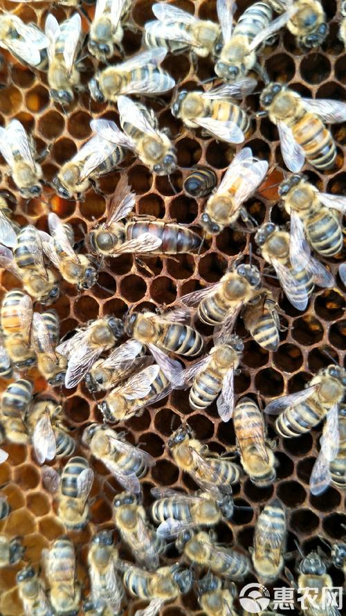 意蜂为何是繁殖最快的蜂种？-图2