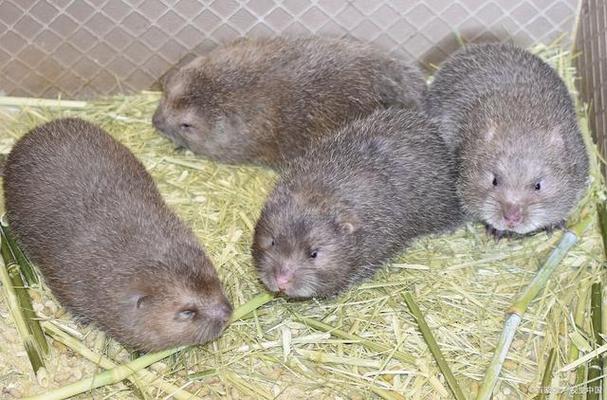 哪种竹鼠品种销路最好？-图3