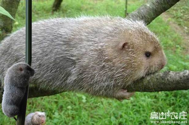 哪种竹鼠品种销路最好？-图1