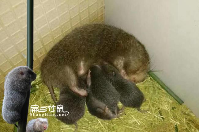 哪种竹鼠品种销路最好？-图2