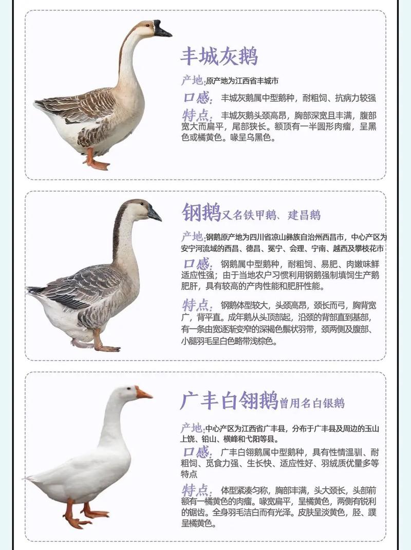 养70天的鹅是什么品种？-图3