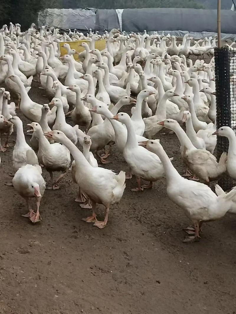 养70天的鹅是什么品种？-图1