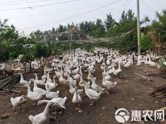 养70天的鹅是什么品种？-图2