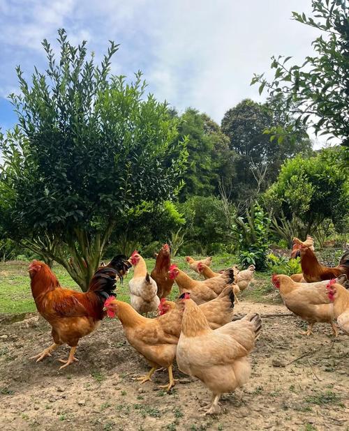 2025养鸡新技术有哪些突破点？-图3