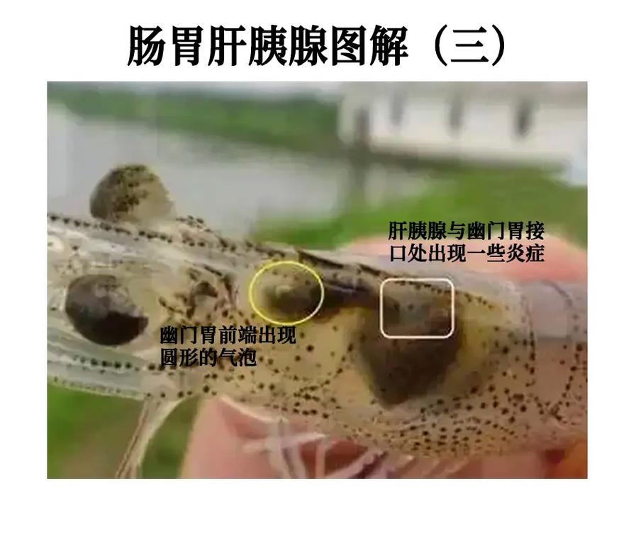 对虾养殖如何高效防病害？-图1