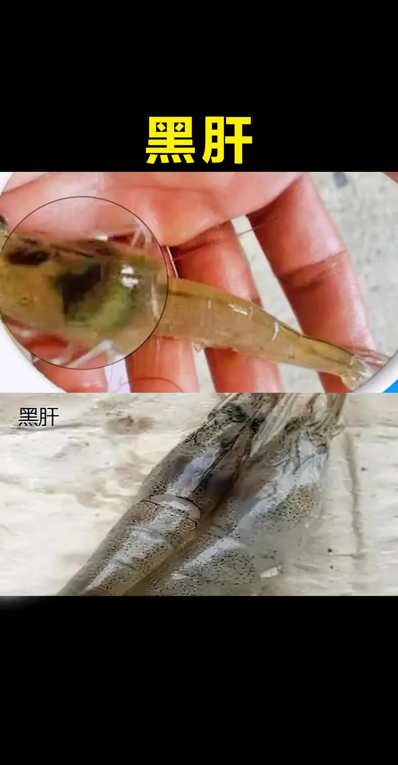 对虾养殖如何高效防病害？-图2