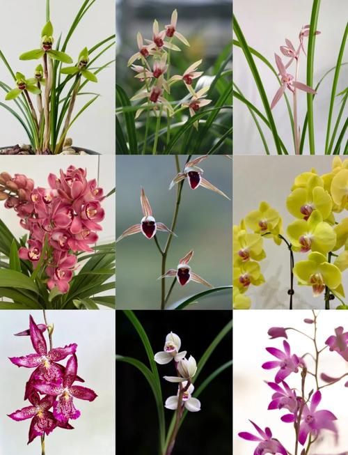 世上最好看兰花品种究竟花落谁家？-图1