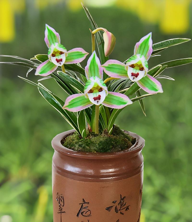 世上最好看兰花品种究竟花落谁家？-图2