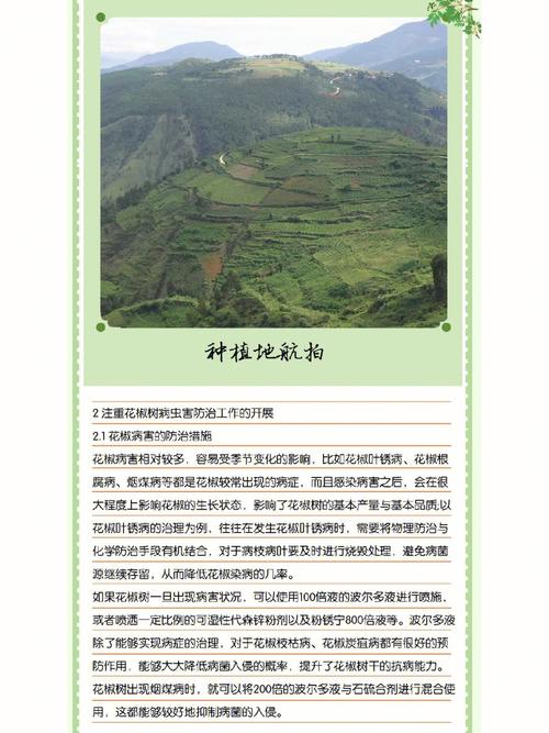 花椒栽培管理有哪些关键技术要点？-图1