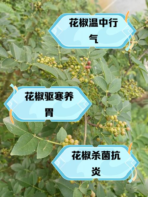 花椒栽培管理有哪些关键技术要点？-图2