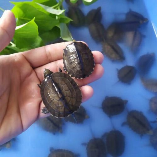 越南石金钱龟是龟类什么品种?-图1 越南石金钱龟是龟类什么品种?-图1