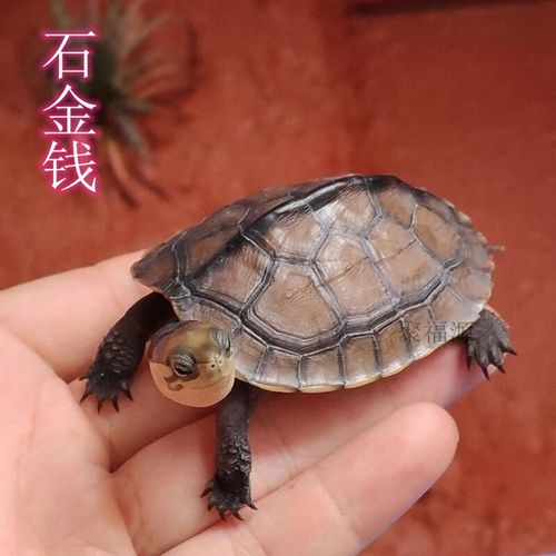 越南石金钱龟是龟类什么品种?-图3 越南石金钱龟是龟类什么品种?-图3