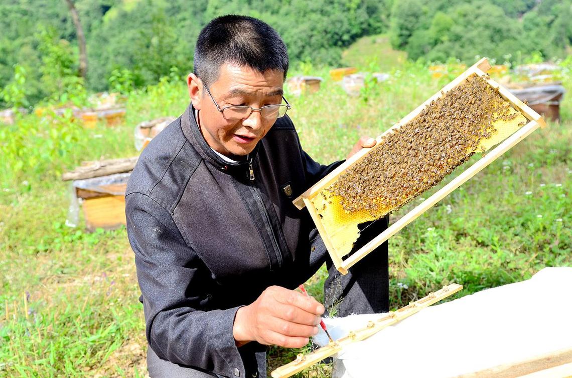 秋季蜜蜂饲养技术视频,关键点有哪些?-图2 秋季蜜蜂饲养技术视频,关键点有哪些?-图2