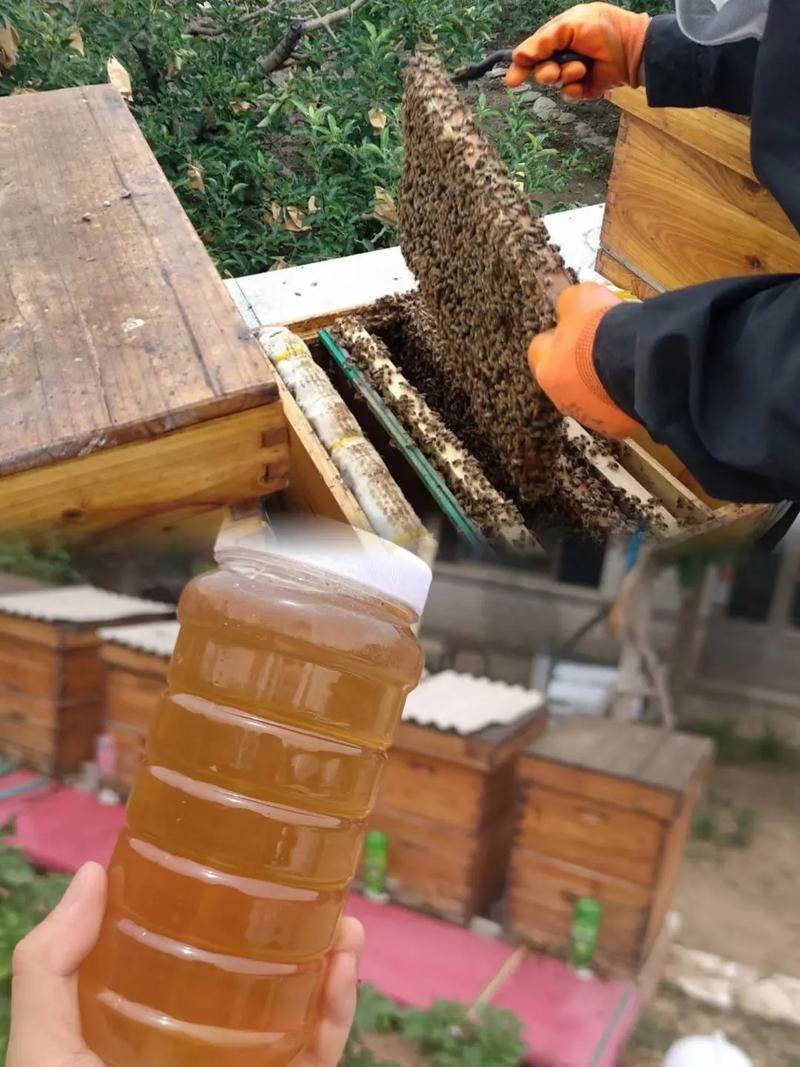 秋季蜜蜂饲养技术视频,关键点有哪些?-图3 秋季蜜蜂饲养技术视频,关键点有哪些?-图3