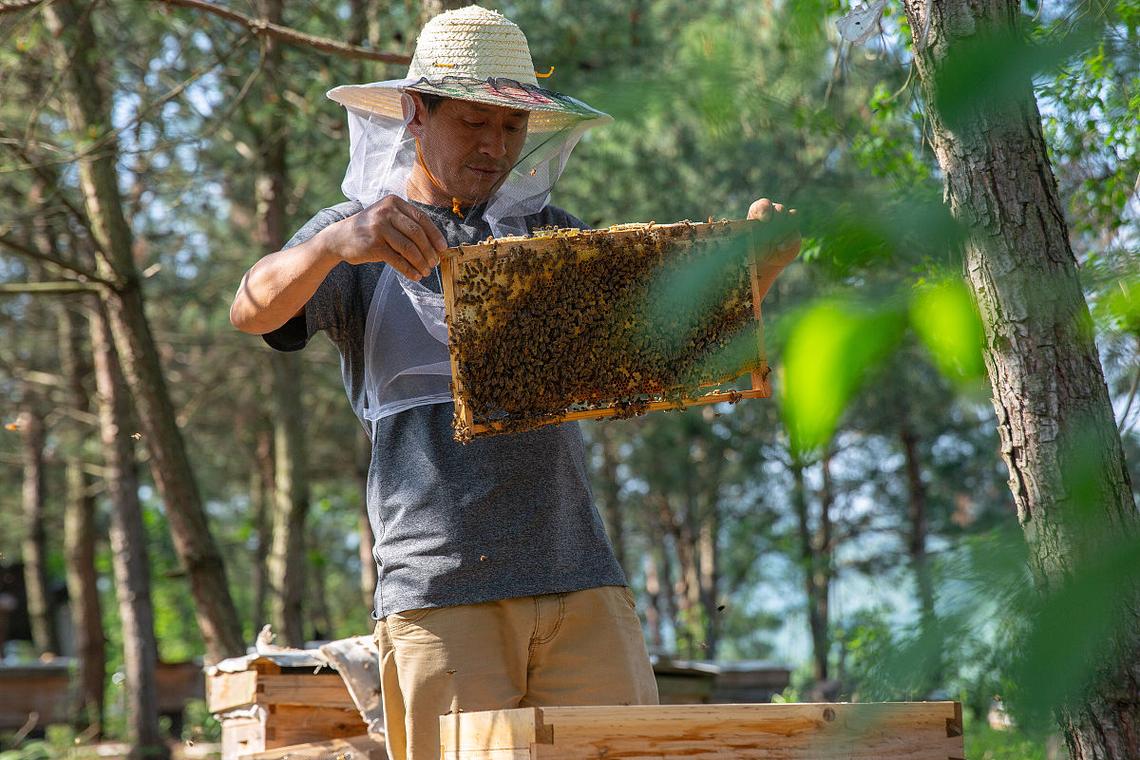 秋季蜜蜂饲养技术视频,关键点有哪些?-图1 秋季蜜蜂饲养技术视频,关键点有哪些?-图1