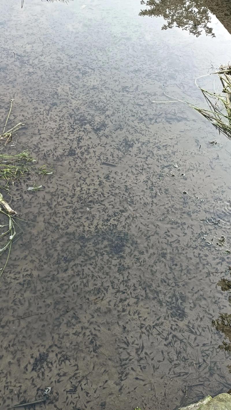 南昌青蛙蝌蚪苗养殖技术-图2