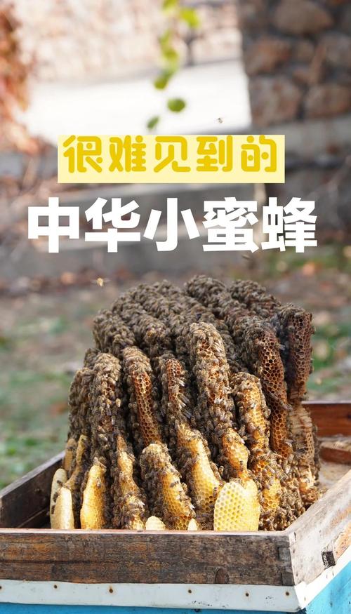 意蜂有不用治螨的品种吗?-图2 意蜂有不用治螨的品种吗?-图2
