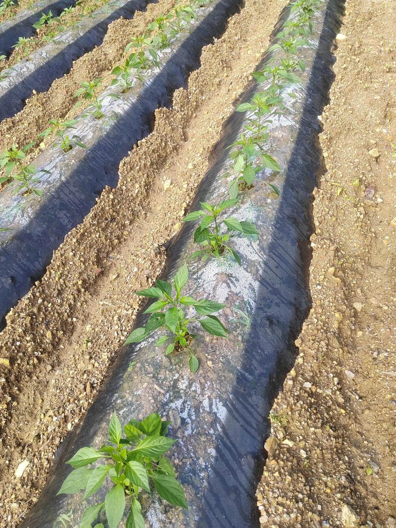 辣椒养殖管理技术视频有哪些要点？-图3