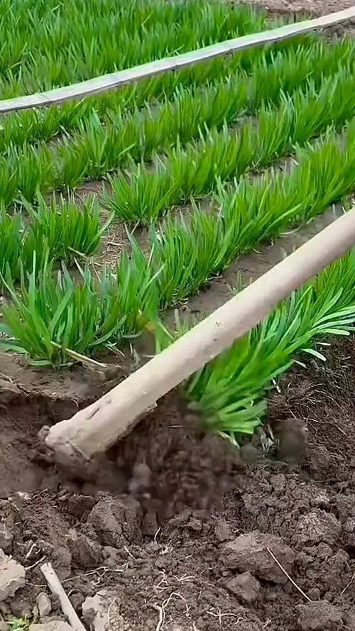 韭菜高产种植技术视频，关键步骤有哪些？-图1