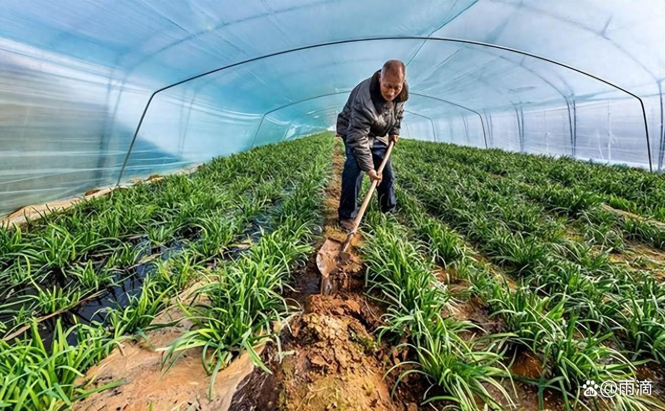韭菜高产种植技术视频，关键步骤有哪些？-图2