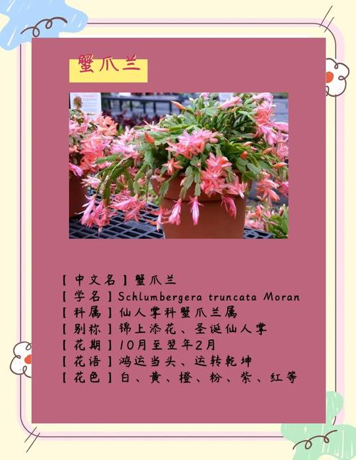 蟹爪兰如何培育出特定品种颜色？-图1