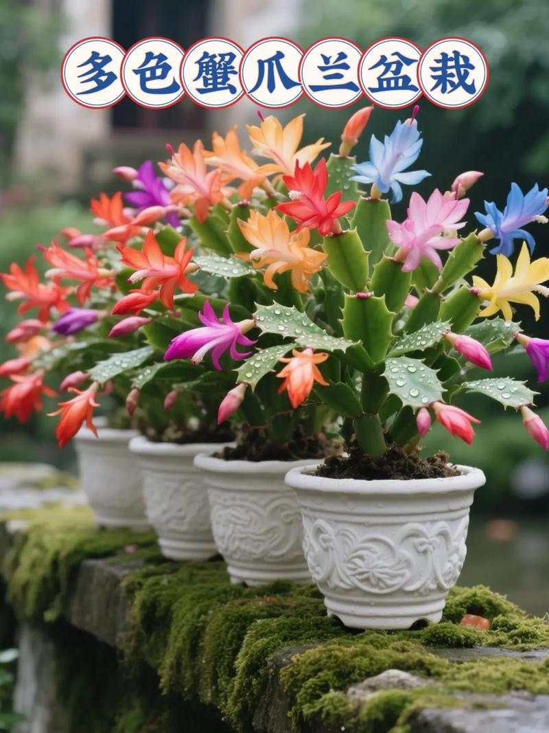 蟹爪兰如何培育出特定品种颜色？-图2