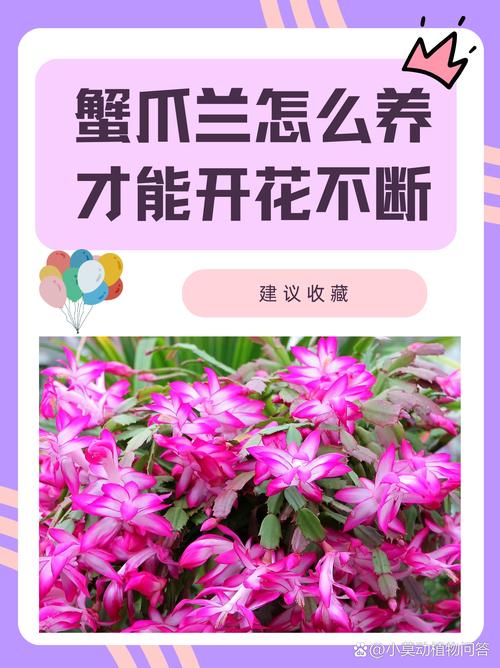 蟹爪兰如何培育出特定品种颜色？-图3