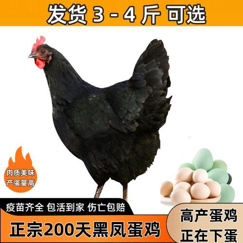 黑色白冠鸡是什么品种?-图2 黑色白冠鸡是什么品种?-图2