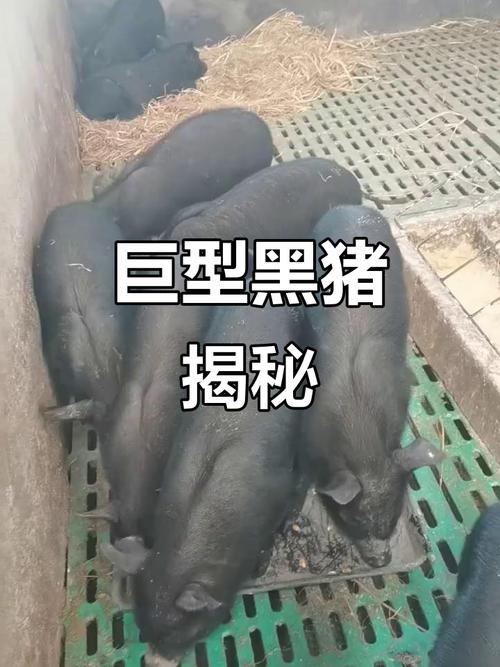 四川黑猪品种哪个最好用？-图3