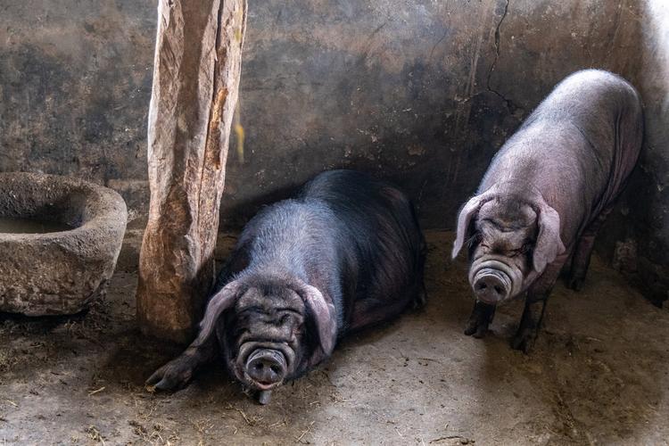 四川黑猪品种哪个最好用？-图2