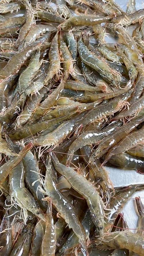 北方地区适合养什么品种的虾？-图1