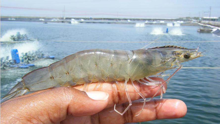 北方地区适合养什么品种的虾？-图3