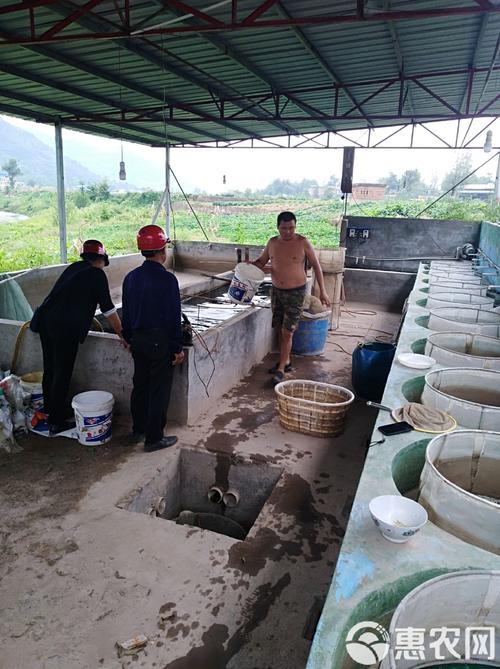 生态泥鳅养殖技术视频，关键点有哪些？-图3