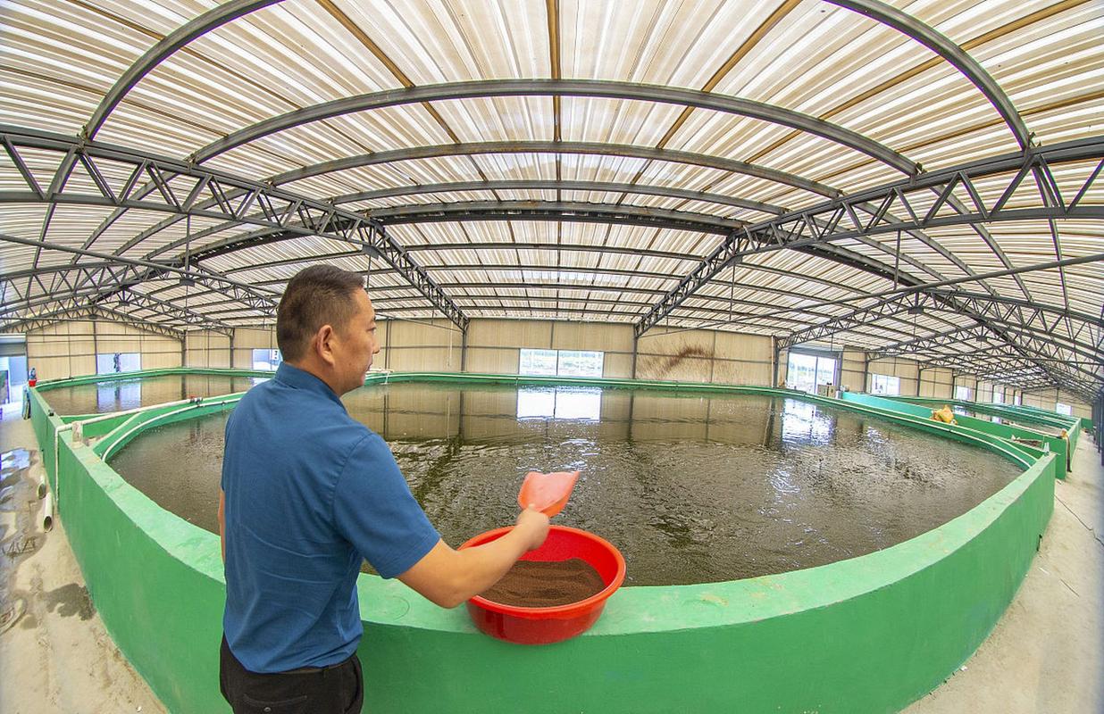 生态泥鳅养殖技术视频，关键点有哪些？-图1