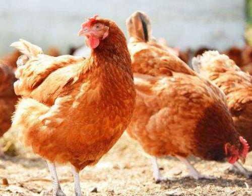 今日德州817毛鸡价格多少？-图1