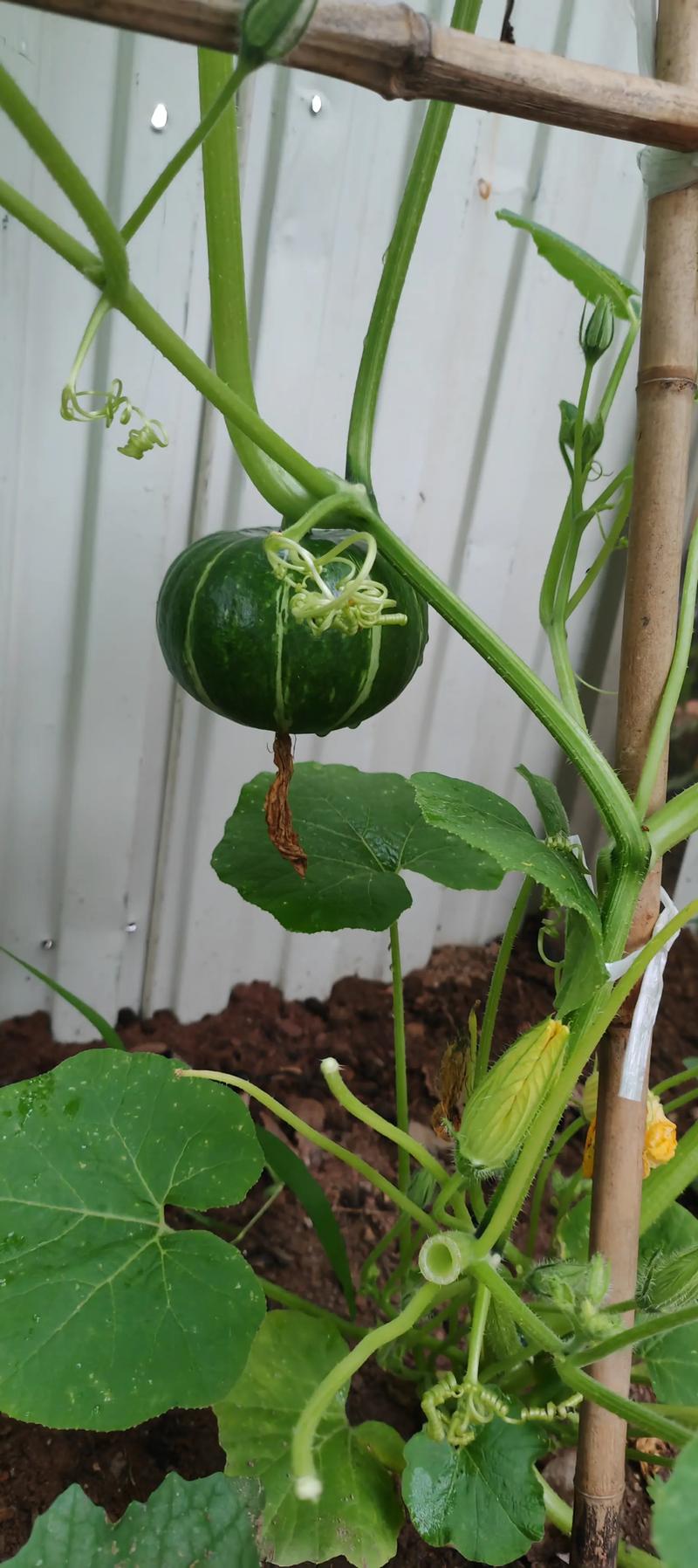 绿贝贝南瓜露天种植技术要点有哪些？-图1