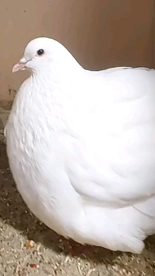 养肉鸽选什么品种最合适？-图1