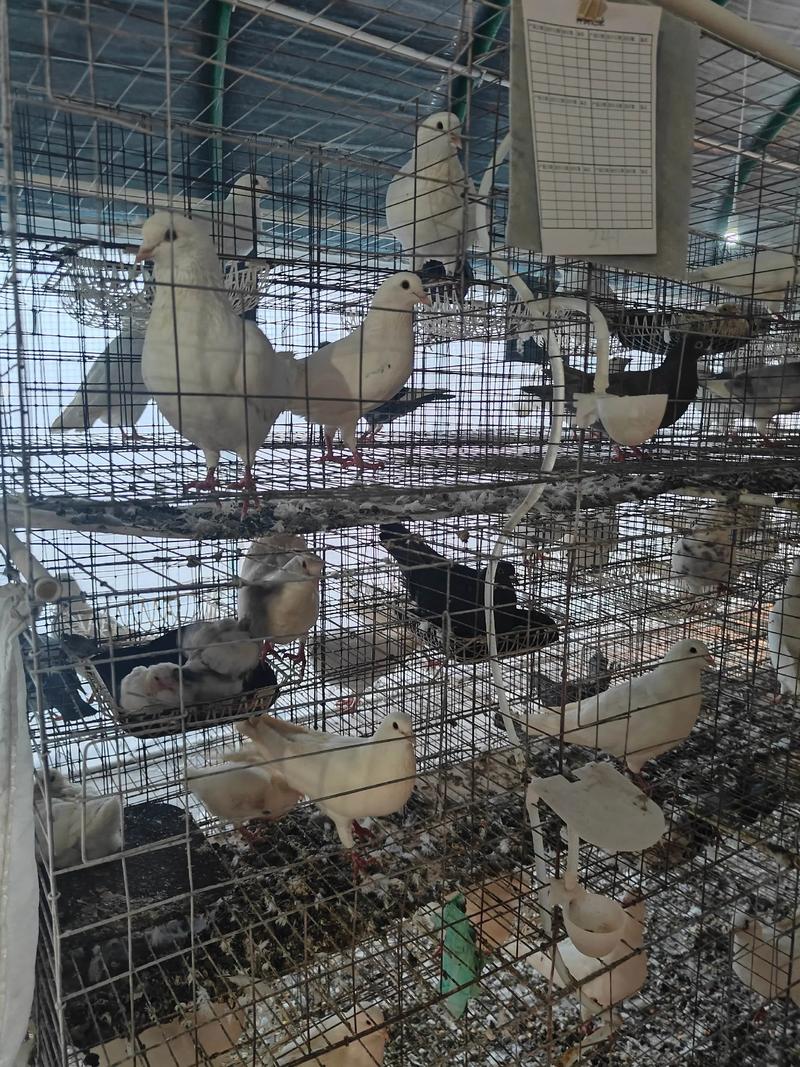 养肉鸽选什么品种最合适？-图2