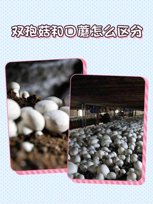 农科院双孢菇具体有哪些品种？-图1