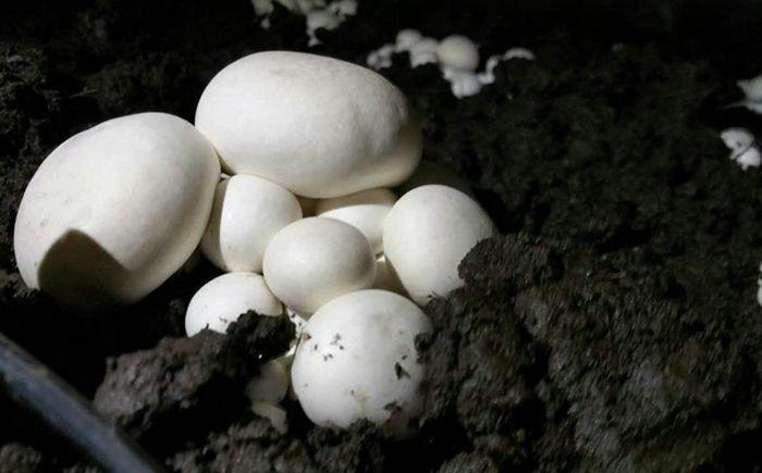 农科院双孢菇具体有哪些品种？-图2