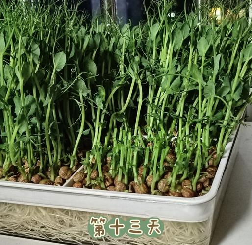 豌豆种植技术视频，关键步骤有哪些？-图3