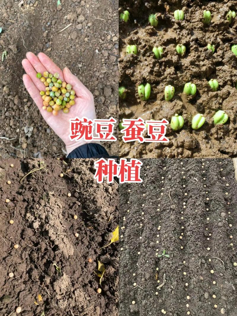 豌豆种植技术视频，关键步骤有哪些？-图1