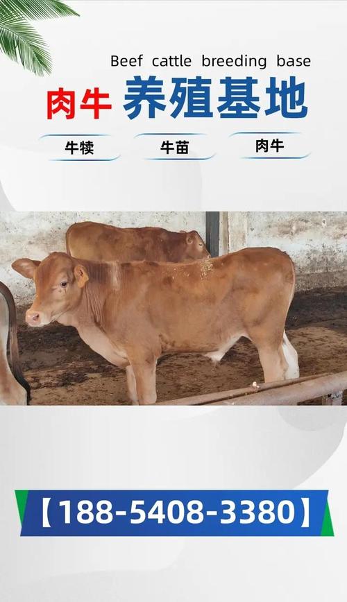 哪种牛养殖周期最短?-图2 哪种牛养殖周期最短?-图2