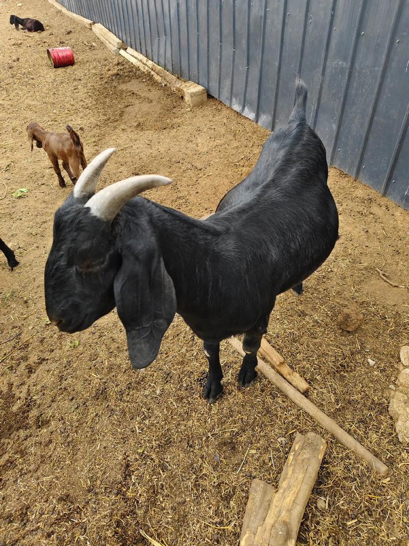 哪种黑山羊品种体重能长最重?-图3 哪种黑山羊品种体重能长最重?-图3
