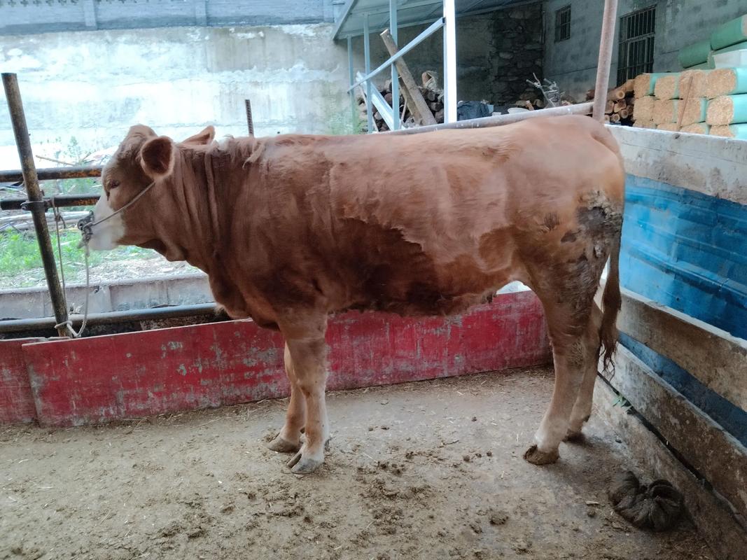 2025年4月母牛价格会涨还是跌？-图2