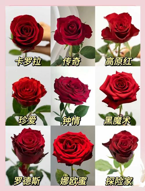 送恋人玫瑰，什么品种最合适？-图1