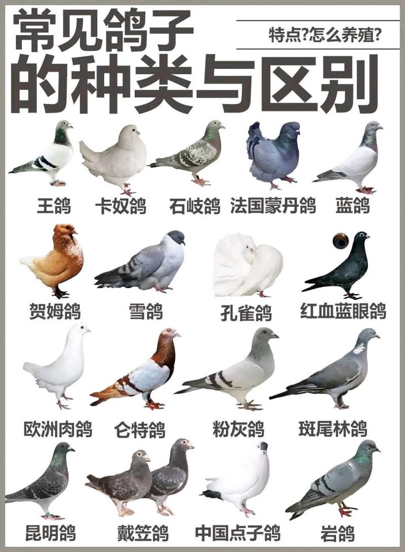 什么品种鸽子营养价值更高?-图3 什么品种鸽子营养价值更高?-图3