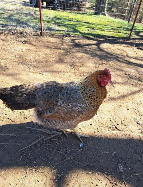 什么鸡品种产蛋量最高?-图1 什么鸡品种产蛋量最高?-图1