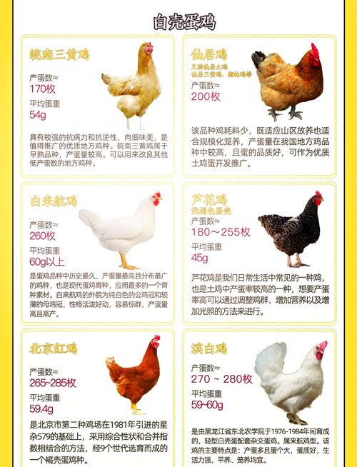 什么鸡品种产蛋量最高?-图2 什么鸡品种产蛋量最高?-图2