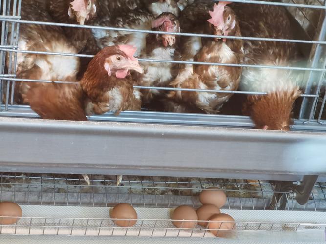 什么鸡品种产蛋量最高?-图3 什么鸡品种产蛋量最高?-图3